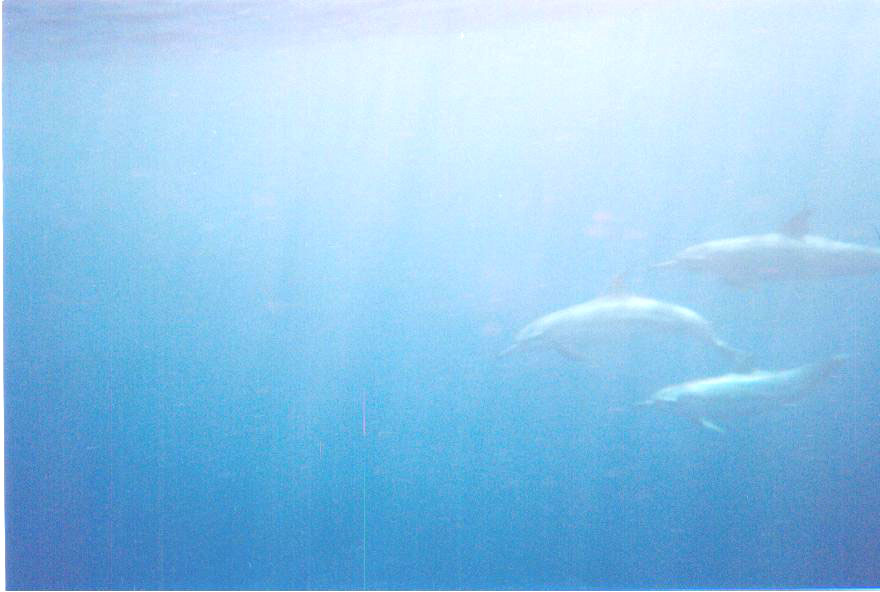 Dolphins off Tongoa