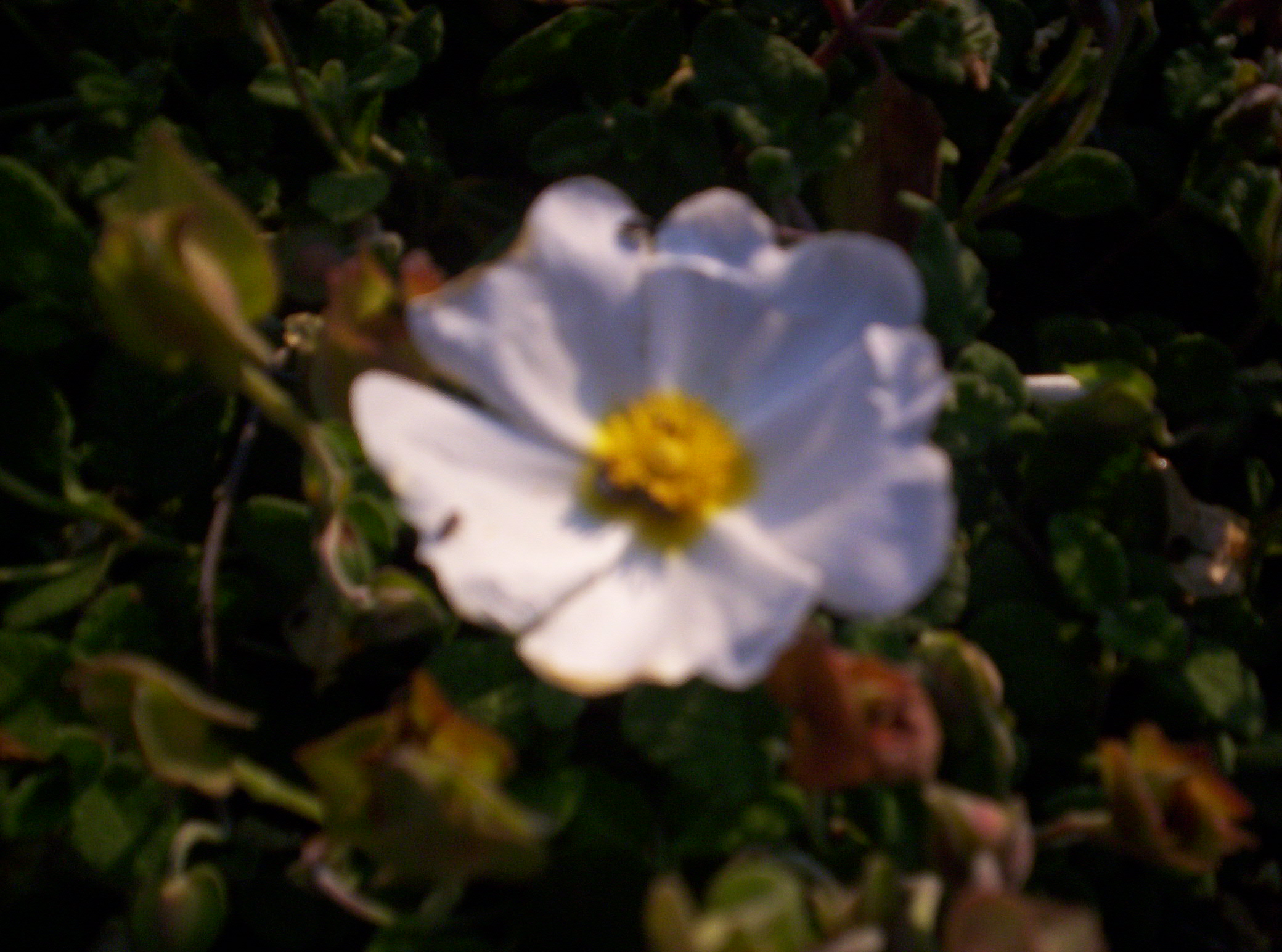 fiori di cisto