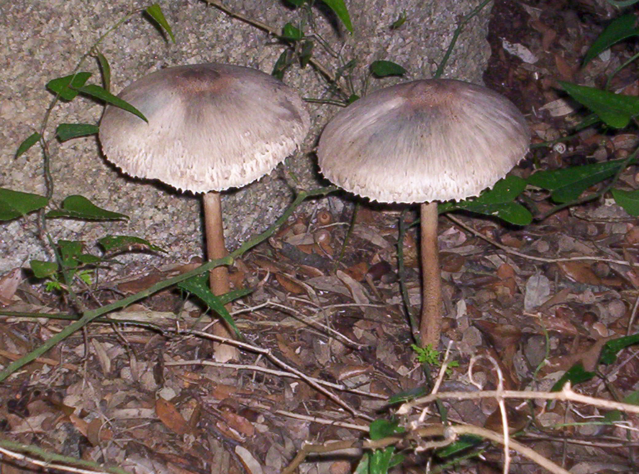 funghi