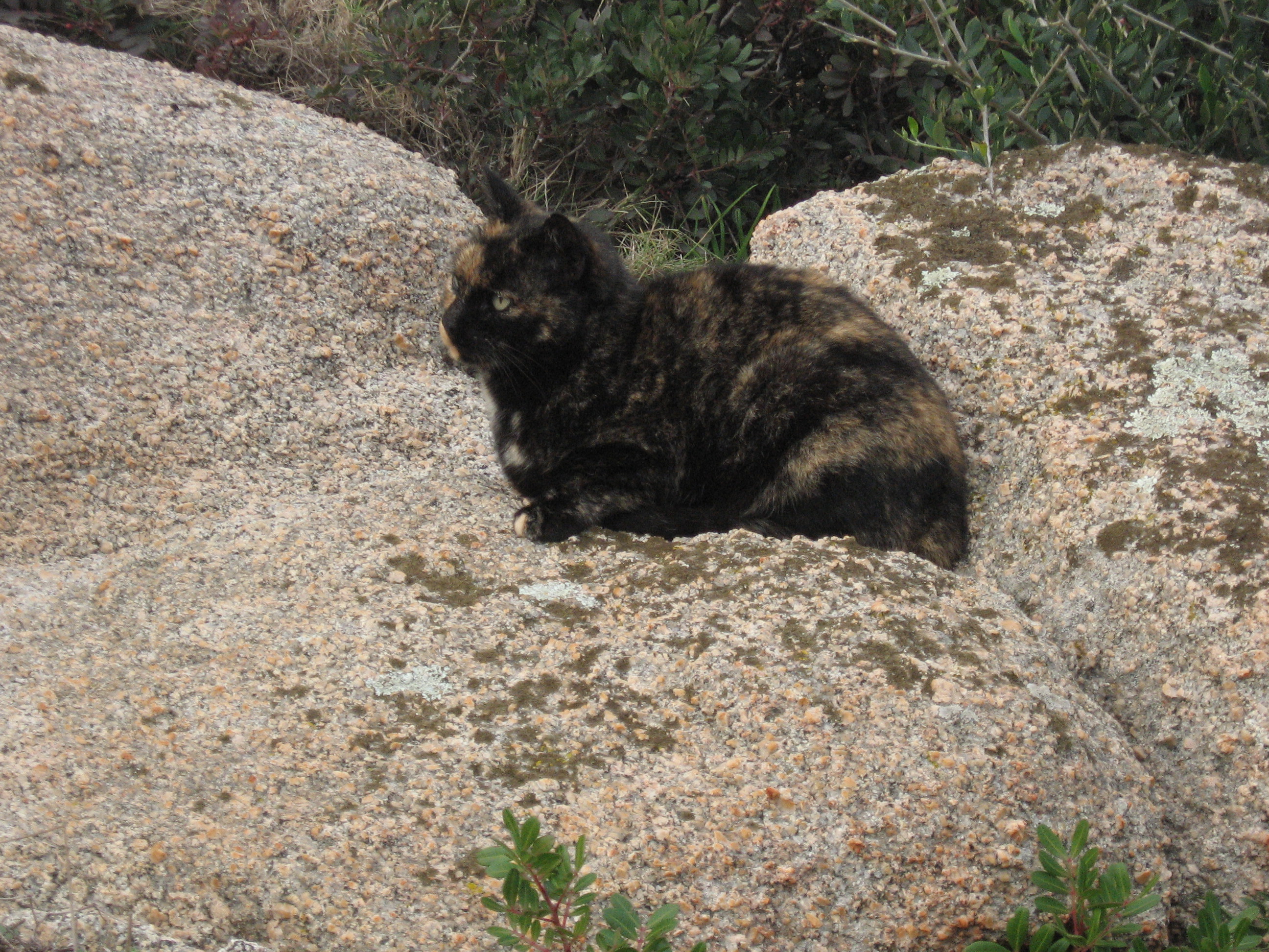 i gatti di capo testa