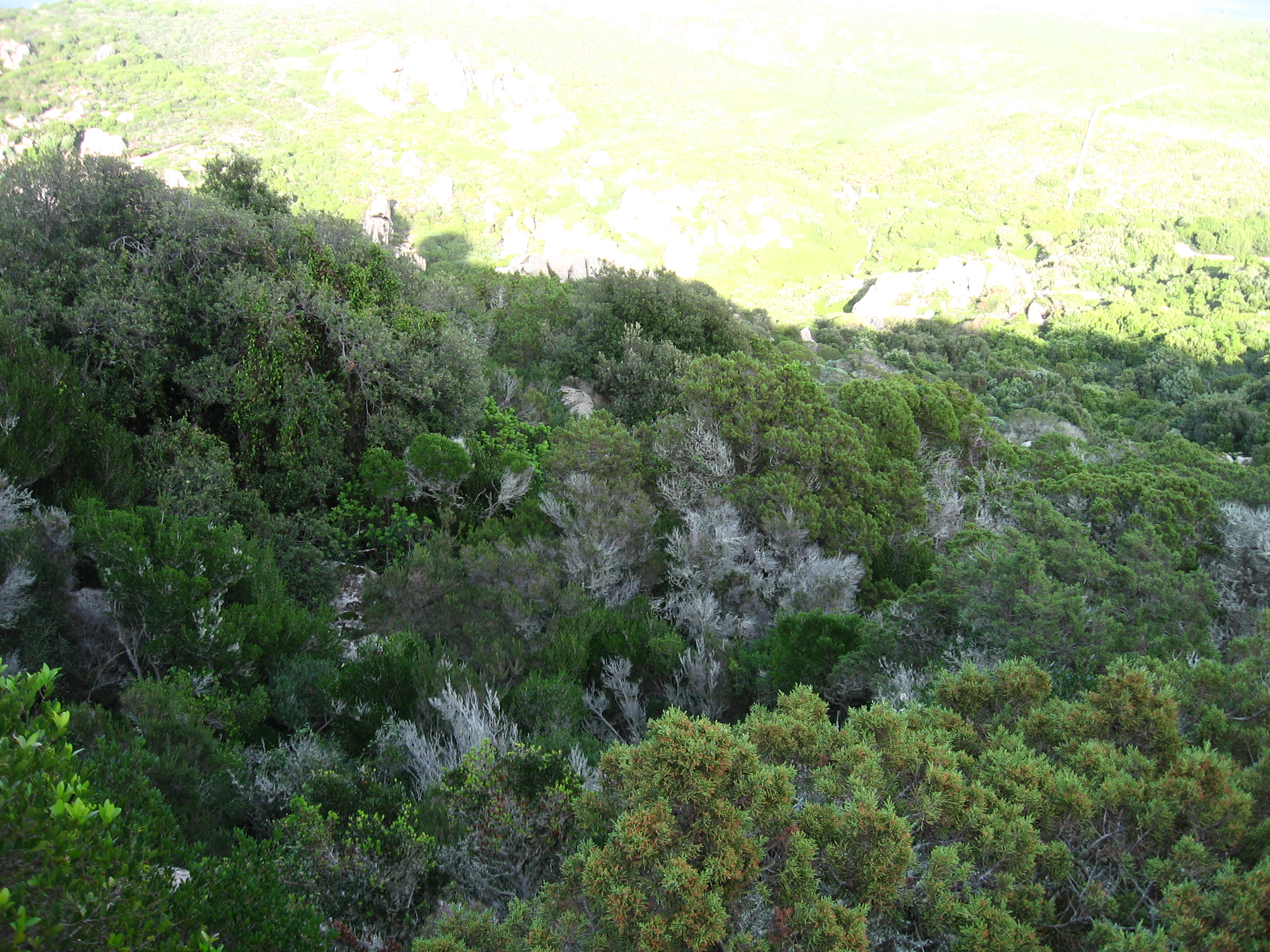 il bosco del teschio