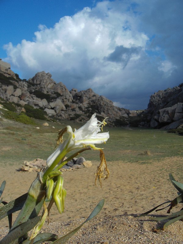 GiglioMarino