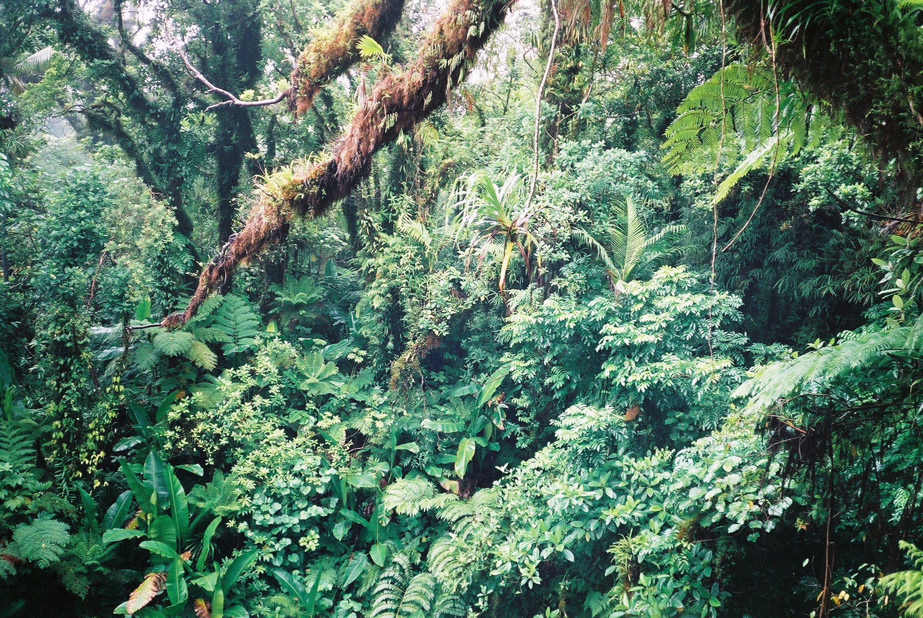 Jungle on Ambae